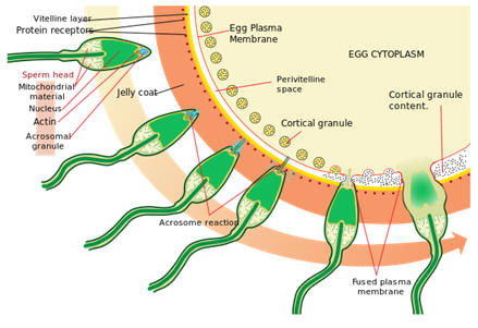 biologia 12ºano